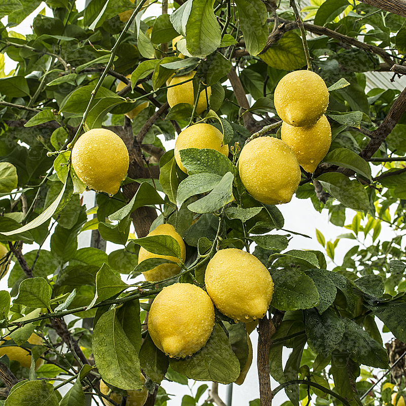 Eureka lemon sales