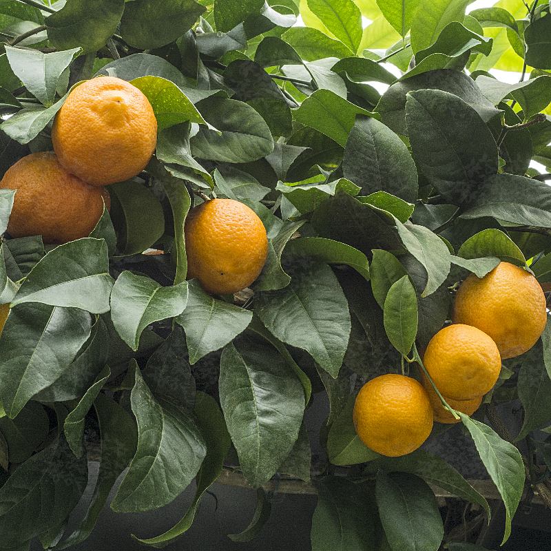 volkamer fruit