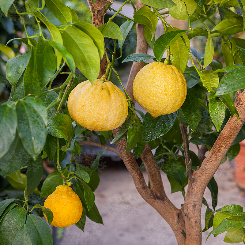 Bergamot Tree